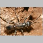 Dipogon subintermedius - Wegwespe 01b 7mm - Sandgrube Niedringhaussee.jpg